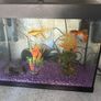 Fish tank with accessories Image 2
