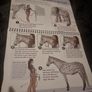Horse Handling and Grooming  Storey's Barn Guide to Horse Handling and Grooming Image 5