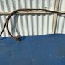 Set of 4 old trap springs Image 10