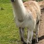 Llama trio for sale Image 3
