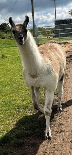 Llama trio for sale