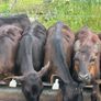 22 Angus Heifers Image 4