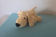 teddy dog