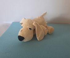 teddy dog