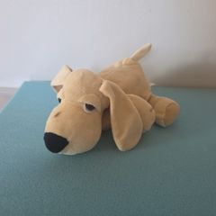 teddy dog