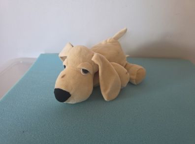 teddy dog