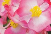 (B) Wax Begonia seeds Variace Dvoubarevna F1 15s (414673)