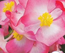 (B) Wax Begonia seeds Variace Dvoubarevna F1 15s (414673)