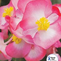 (B) Wax Begonia seeds Variace Dvoubarevna F1 15s (414673)