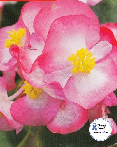 (B) Wax Begonia seeds Variace Dvoubarevna F1 15s (414673)
