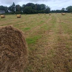 100 round bales for ssle