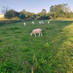 Hoggets ewes