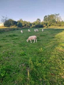 Hoggets ewes
