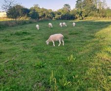 Hoggets ewes