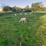 Hoggets ewes Image 2