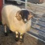 Horned ram Image 2