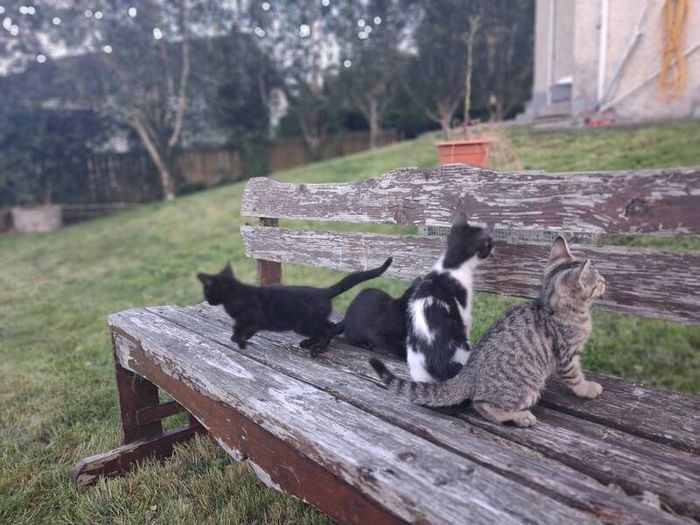 Playful Kittens Looking for Loving Homes