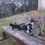 Playful Kittens Looking for Loving Homes Image 7