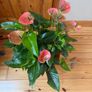 house plant Image 2