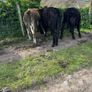Yearling Bullocks Image 6