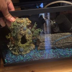 fish tank