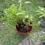Free flowers Image 3
