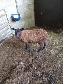 Black ewe lamb