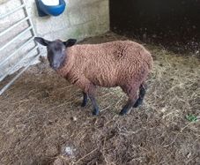 Black ewe lamb