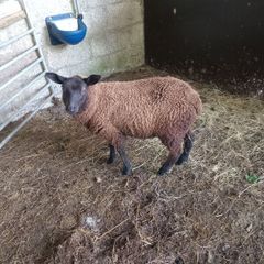 Black ewe lamb