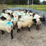 Suffolk cross hoggets (34 available) Image 5
