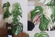 Large Mature Monstera Albo Variegata  High Variegation Plant