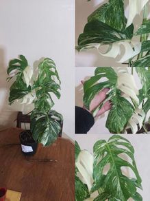 Large Mature Monstera Albo Variegata  High Variegation Plant