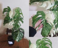 Large Mature Monstera Albo Variegata  High Variegation Plant