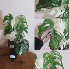 Large Mature Monstera Albo Variegata  High Variegation Plant