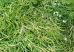 Radish 'Rat Tailed' Irish Seeds