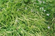 Radish 'Rat Tailed' Irish Seeds
