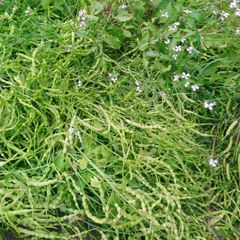 Radish 'Rat Tailed' Irish Seeds