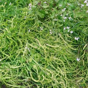 Radish 'Rat Tailed' Irish Seeds