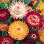 (S) Strawflower Everlasting Swiss Giant mixed seeds 1g (414482) Image 5