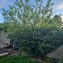 Young bay willow tree Image 2