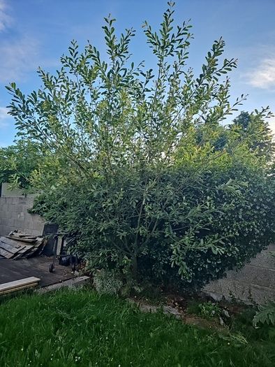 Young bay willow tree