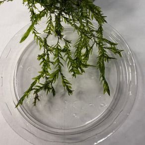 Willow Moss- Fontinalis antipyretica 80ml Oxygenator