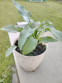 Plant