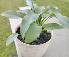 Plant