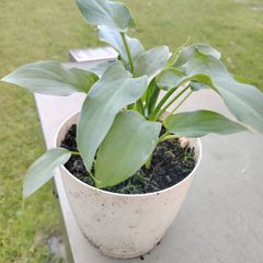 Plant