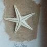 'Sea Star' Image 5