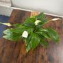 Peace lily house plant Image 2