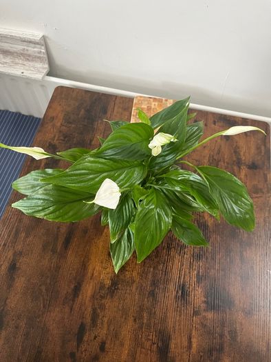 Peace lily house plant