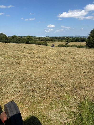 Hay