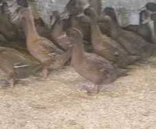 Khaki Campbell Female Ducks